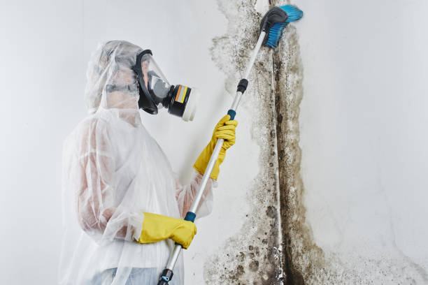 Best Crawl Space Mold Remediation in Clayco, MO