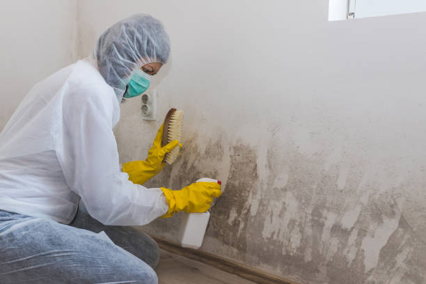 Best Black Mold Remediation in Clayco, MO