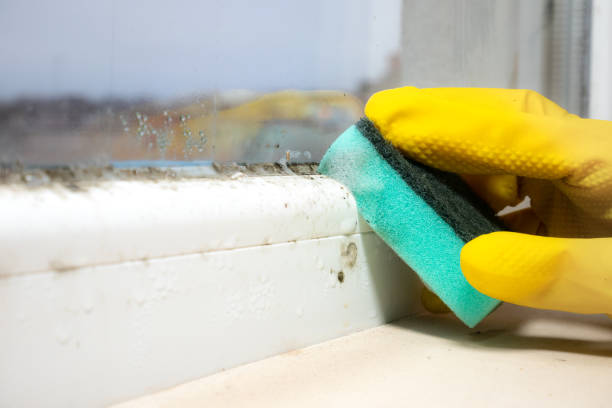 Best White Mold Remediation in Clayco, MO